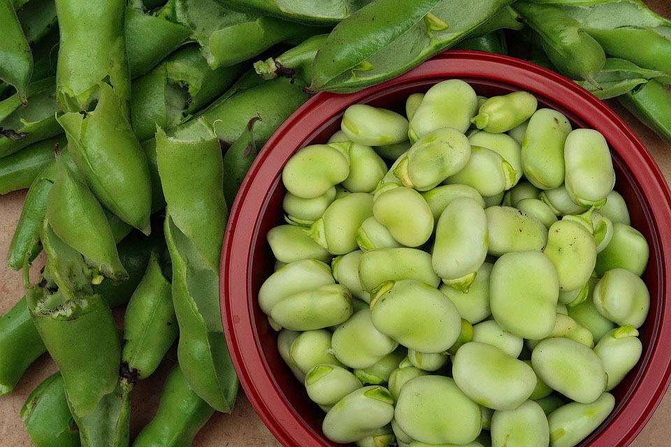 Broad Beans Dream Meaning And Symbolism Dream Glossary