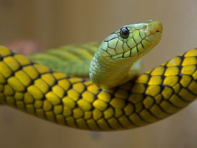 snake-what-does-it-mean-to-dream-of-snakes-dream-glossary