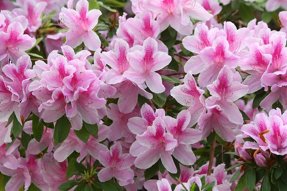 Azalea In Dreams Meaning And Explanation Dream Glossary And Dictionary