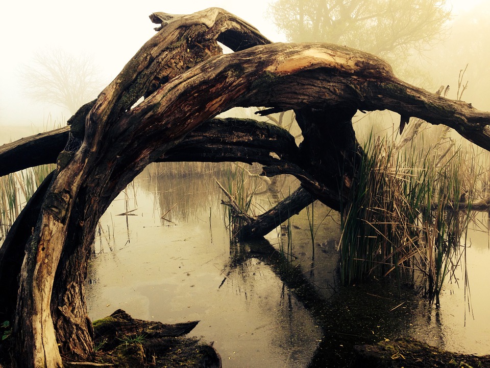 swamp-dream-meaning-and-symbolism-dream-glossary