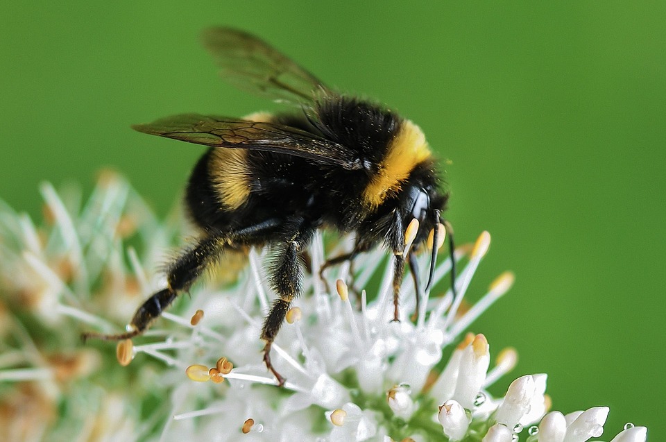 Bumblebee Dream Meaning And Interpretation Dream Glossary