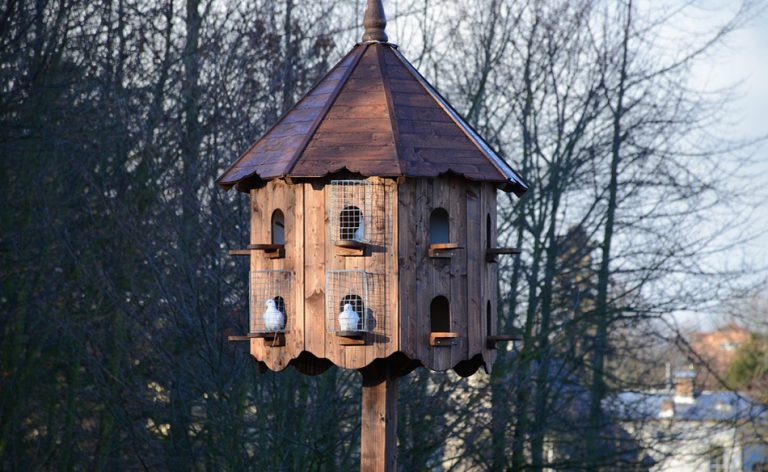 What Does It Mean to Dream of a Dovecote? | Dream Glossary