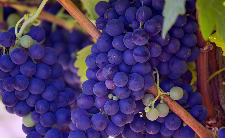 Grapes in a Dream Meaning and Symbolism Dream Glossary