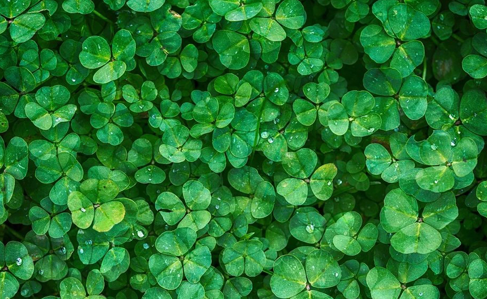 To Dream About Clover Meaning And Symbolism Dream Glossary And Dictionary