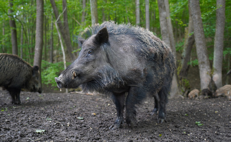 To Dream About Wild Boar Meaning And Symbolism Dream Glossary