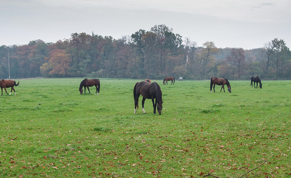 Stud Farm In A Dream Meaning And Symbolism Dream Glossary