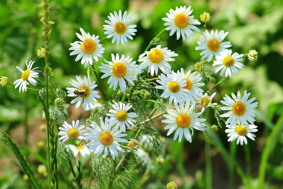 chamomile-dream-meaning-and-symbolism-dream-glossary