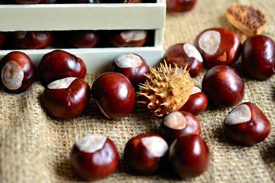 Word Meaning Chestnut