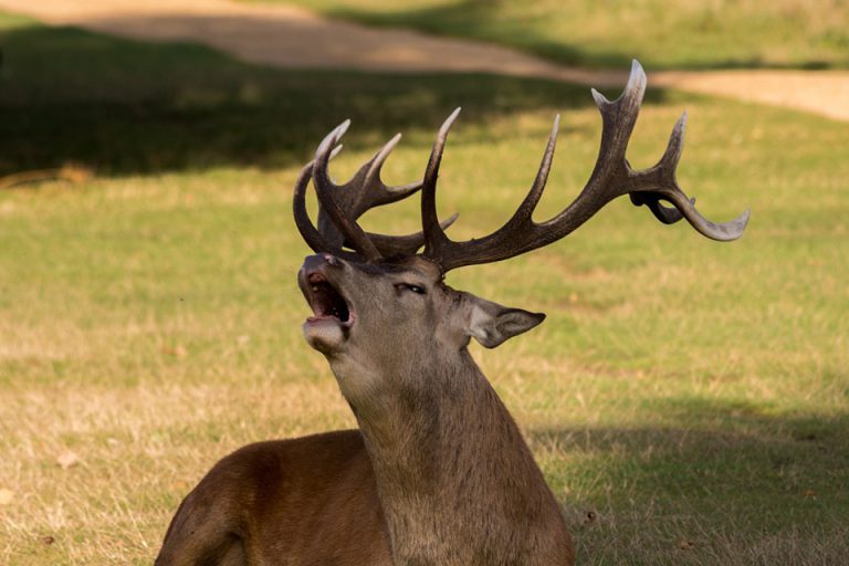 Deer Antlers In A Dream Meaning And Explanation Dream Glossary