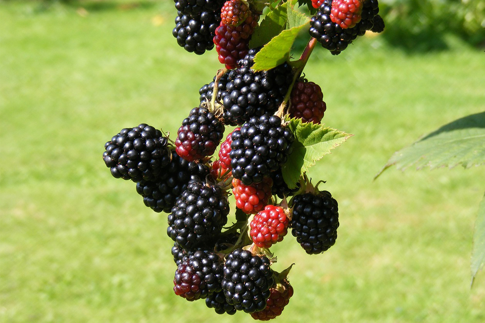 to-dream-about-blackberries-meaning-and-interpretation-dream-glossary