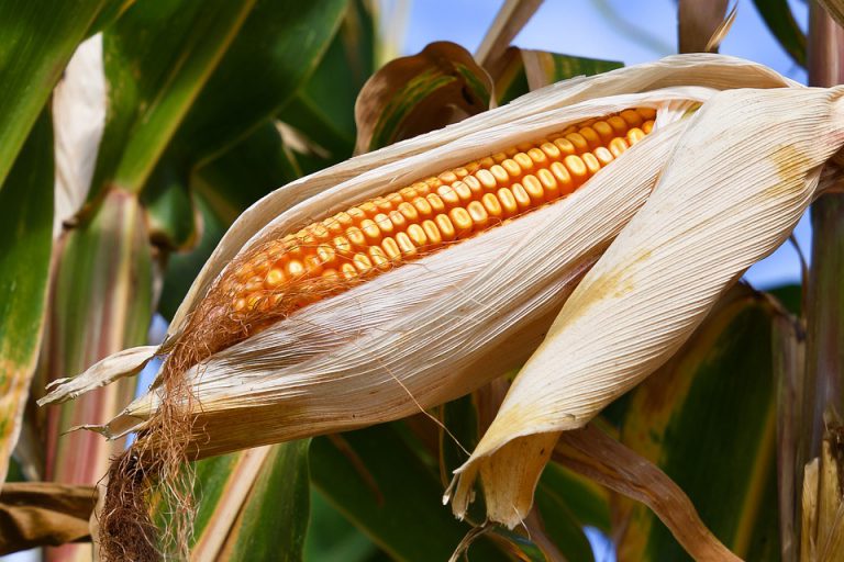 corn-dream-meaning-and-symbolism-dream-glossary