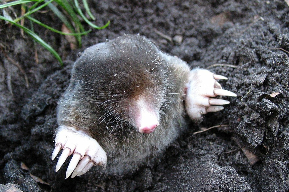 To Dream About A Mole Meaning And Symbolism Dream Glossary And Dictionary