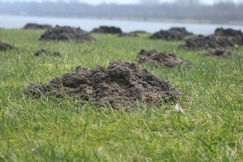 Dreaming of a Molehill - Meaning and Explanation | Dream Glossary