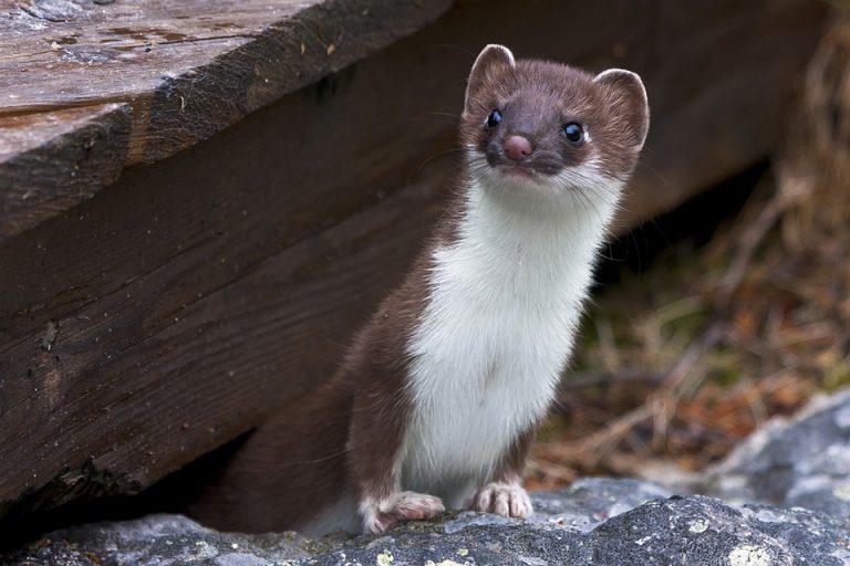 to-dream-of-a-weasel-meaning-and-symbolism-dream-glossary-and