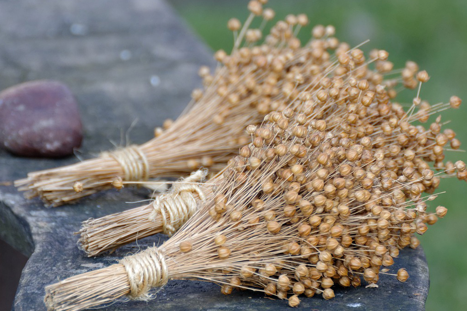 flax-dream-meaning-and-symbolism-dream-glossary