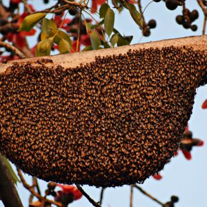 Bee hive in the wilderness