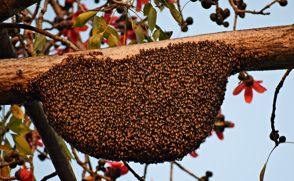 bee-publicity-and-intro-to-winterizing-beehives-the-morven-bees