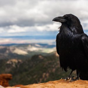 Blackbird portrait