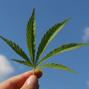 Hand holding hemp leaf