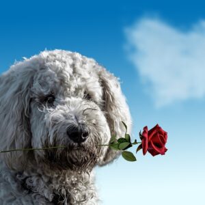 A romantic depiction of a dog holding a rose against a background of heart-shaped clouds