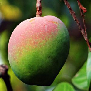 Fresh mango on a tree