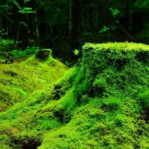 Forest logs covered by moss