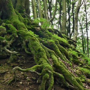 Tree with big roots