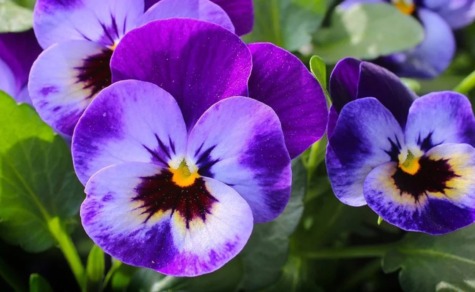 What Does It Mean To Dream Of A Violets Dream Glossary And Dictionary