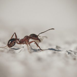 Macro photograph of the ant