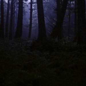 Forest in the darkness