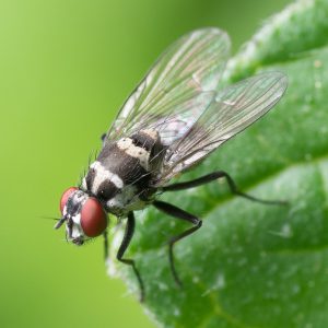 Macro photograph of a fly