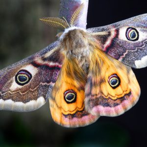 Moth standing on a tree branch