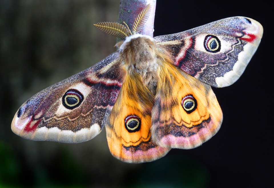 moth-dream-symbolism-and-interpretation-dream-glossary