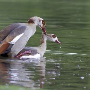 Birds mating