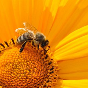 Bee on the flower