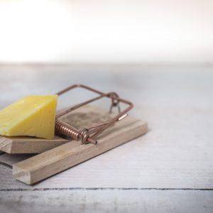 A mousetrap with a piece of cheese in place