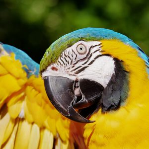 Parrot portrait