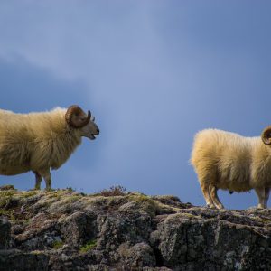 Two rams on a cliff