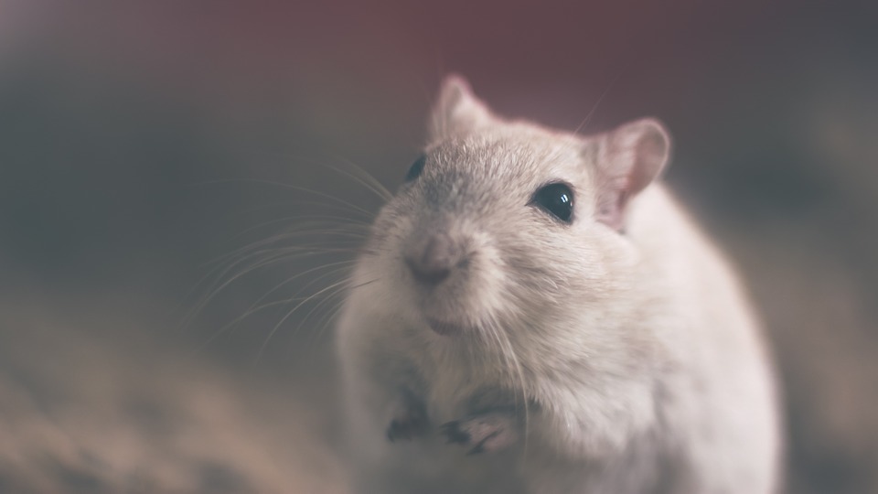 rats-in-a-dream-meaning-and-explanation-dream-glossary