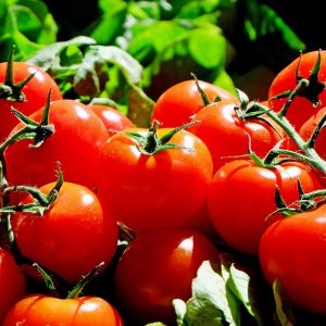 Fresh and ripped tomatoes