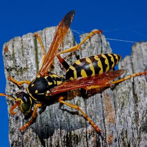 Wasp collecting wood