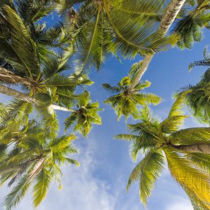 Palm trees photographed from below