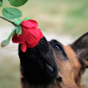 The sheepdog smells a rose