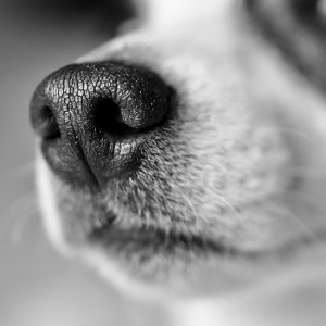 A dog's muzzle