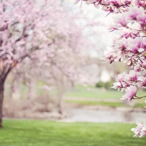 Trees in bloom