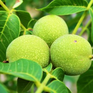 Nuts in a green shell on a branch