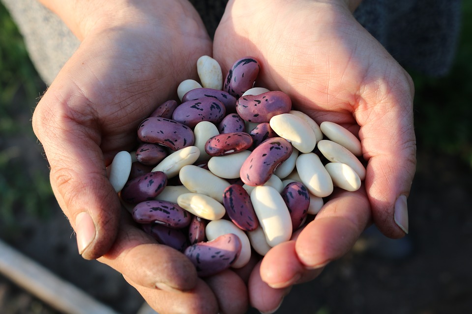 Biblical symbolism of beans