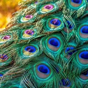 Peacock tail feathers