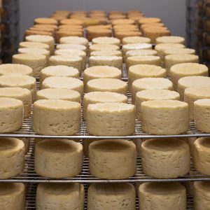 Cheeses in the cellar