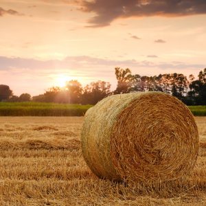 A bale of hay in the field